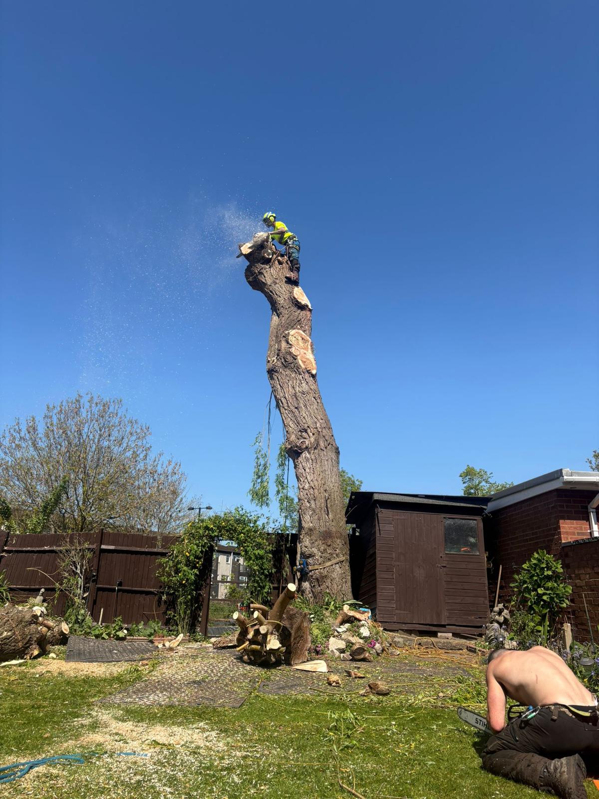 Climber roped high on a tall trunk during controlled tree removal