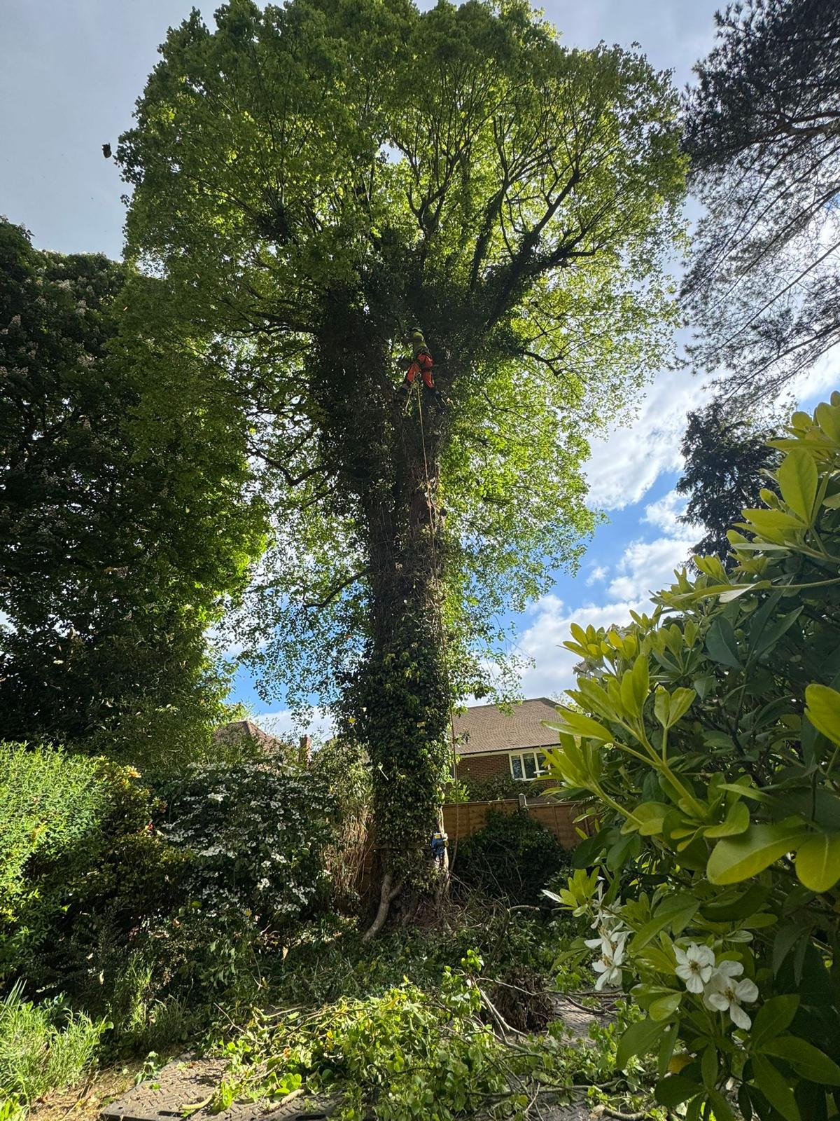 Scheduled tree maintenance work by our arborists