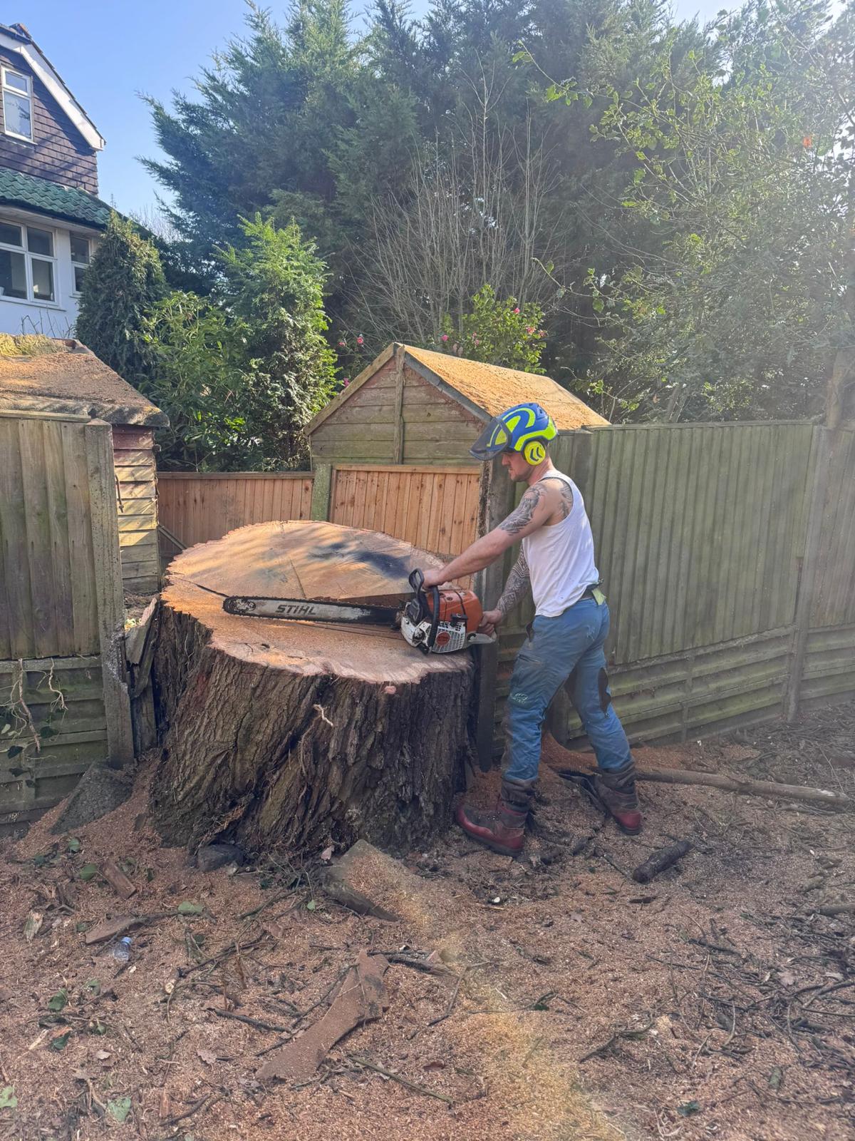 Arborist at the base of a large stump using a professional chainsaw