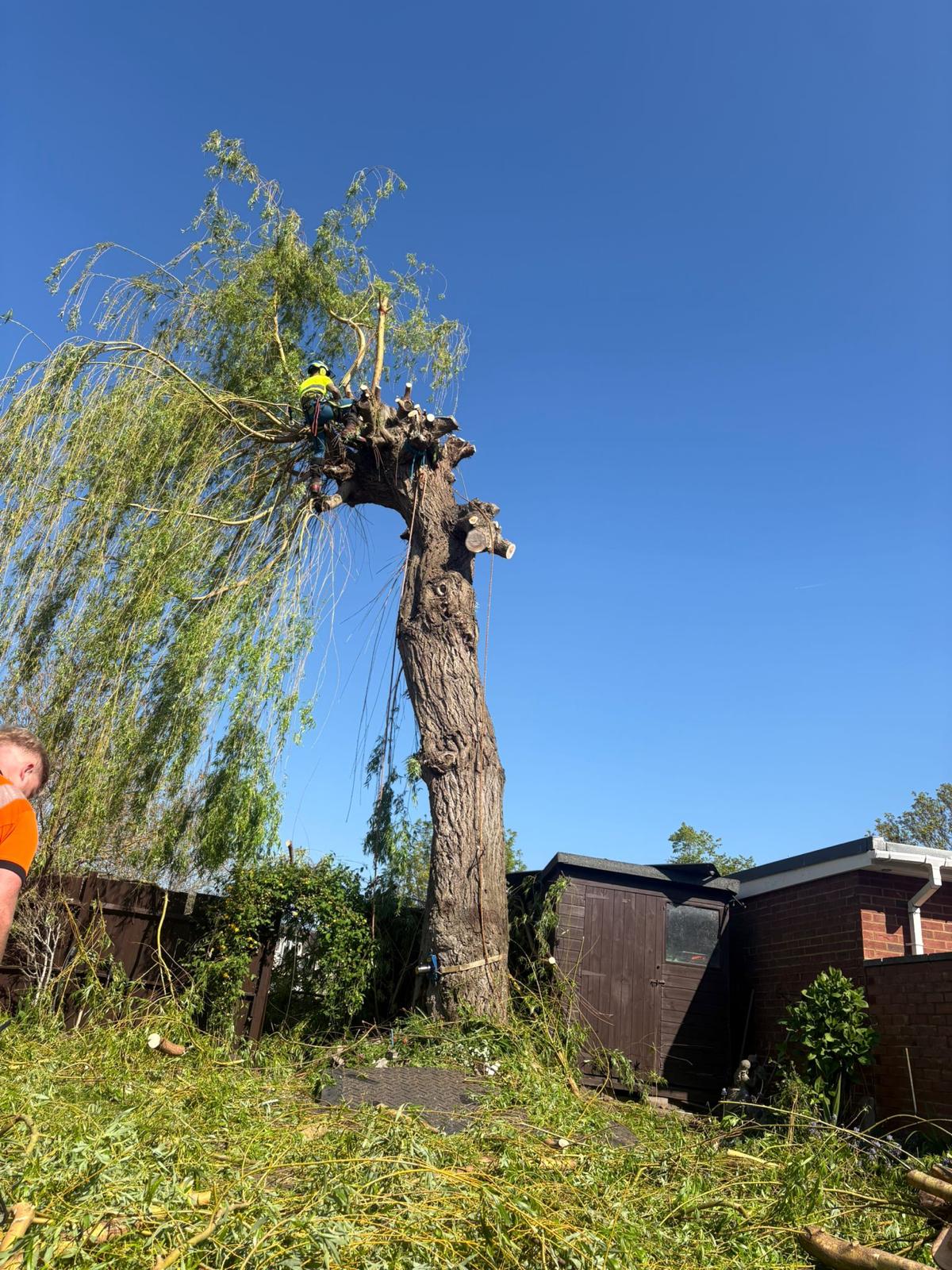 Tree surgeon pruning inside the crown of a mature weeping willow