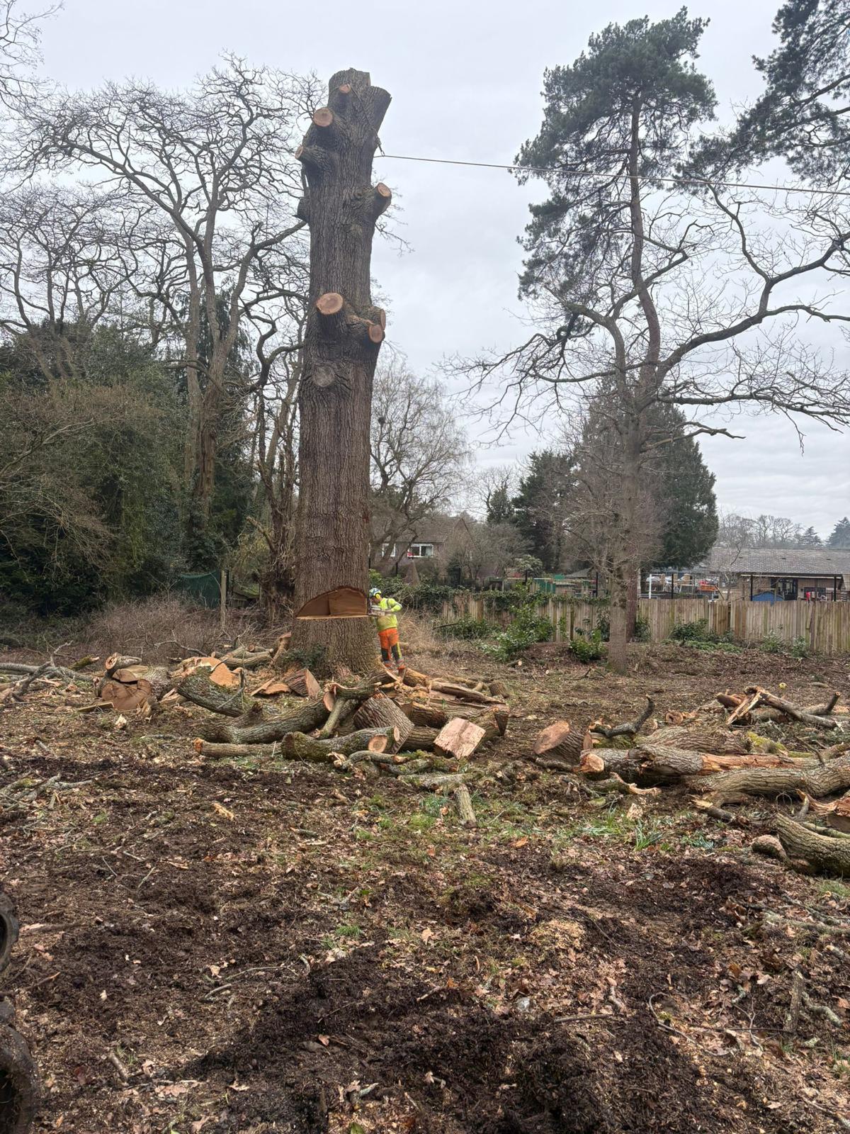 Large oak trunk being dismantled with sections lowered to the ground