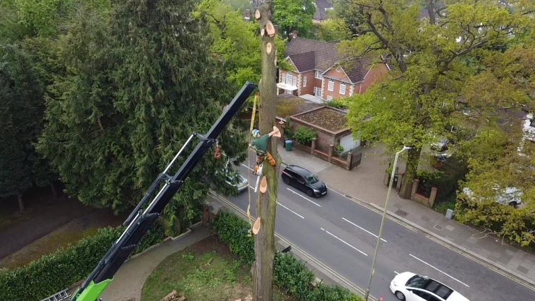 Aerial view of a climber sectioning a tall conifer beside a road