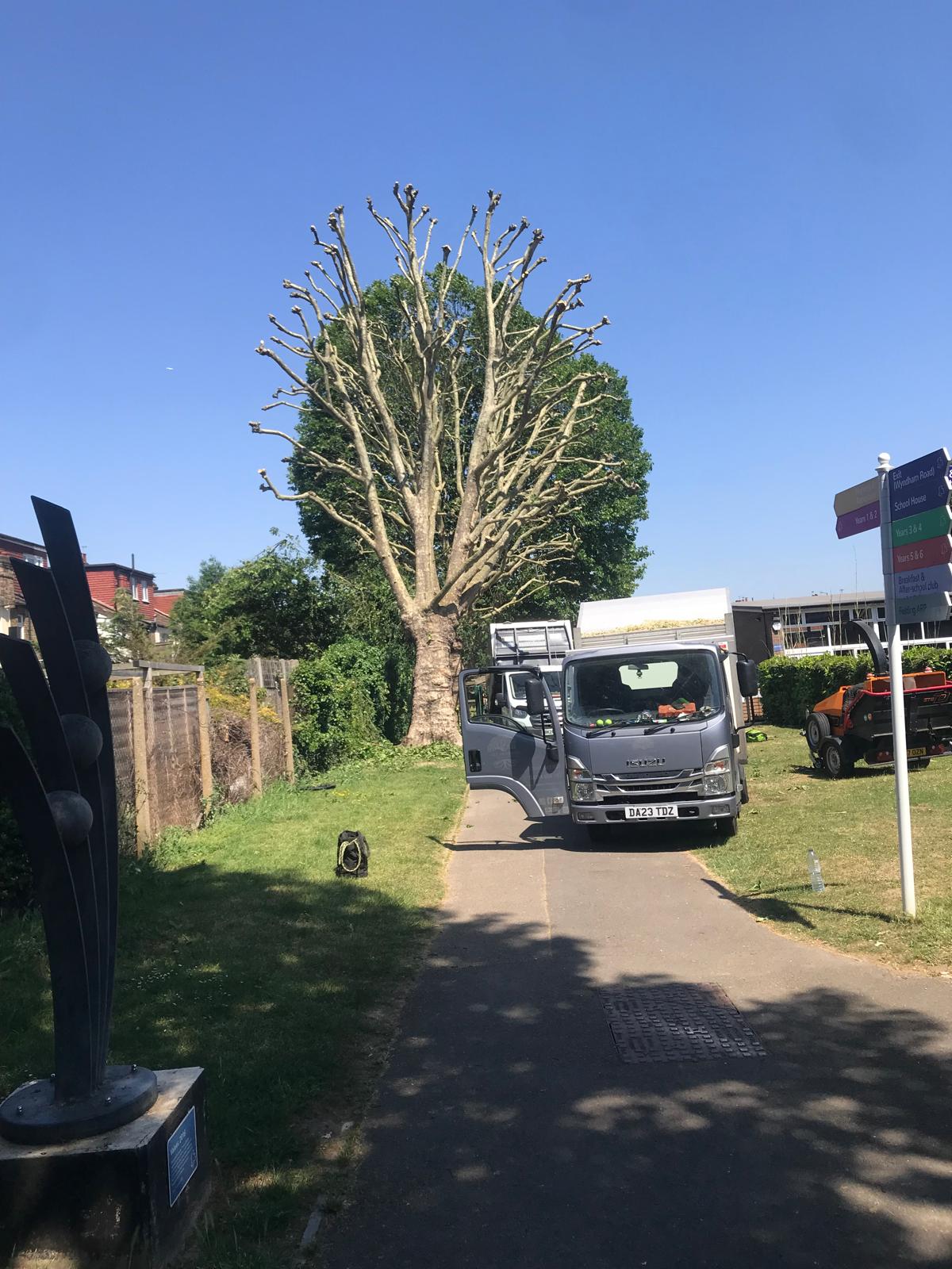 Recently pollarded tree with tree surgery truck and woodchipper on site