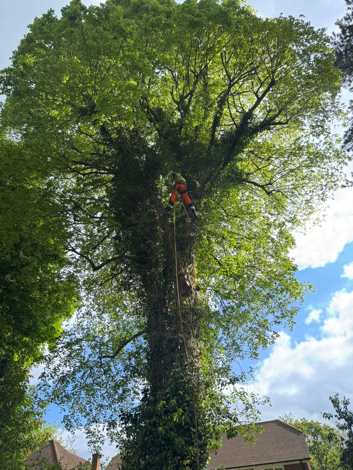 Arborist inspecting a mature tree during a survey