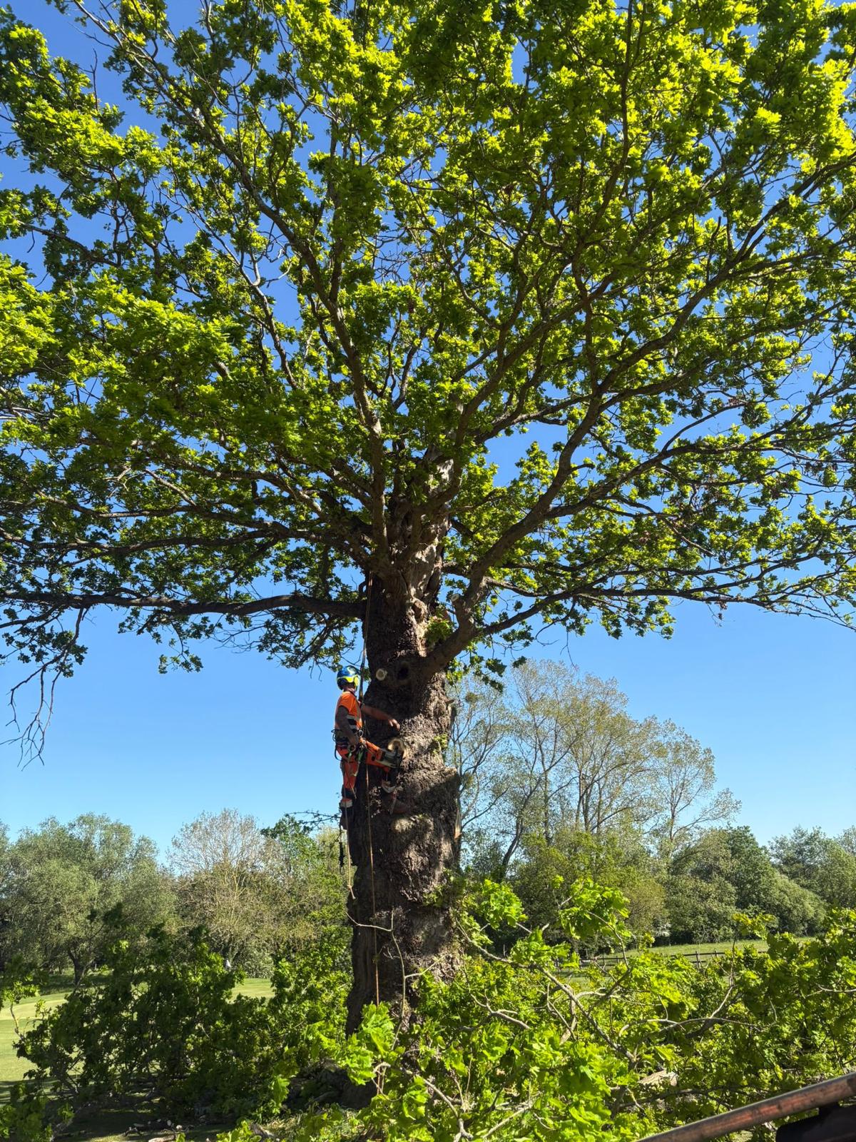 Mature tree after a professional crown reduction by our team