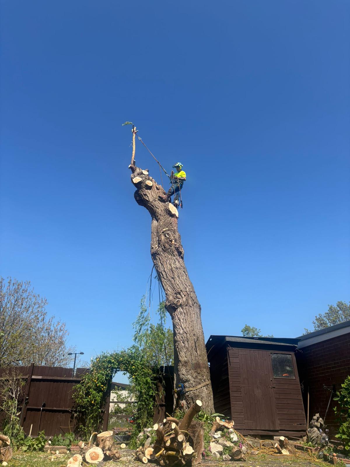 Roped climber positioned on a high trunk section during a sectional fell