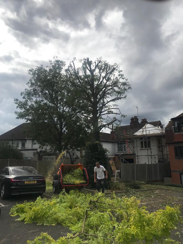 Woodchipper and mature tree being reduced under a stormy sky