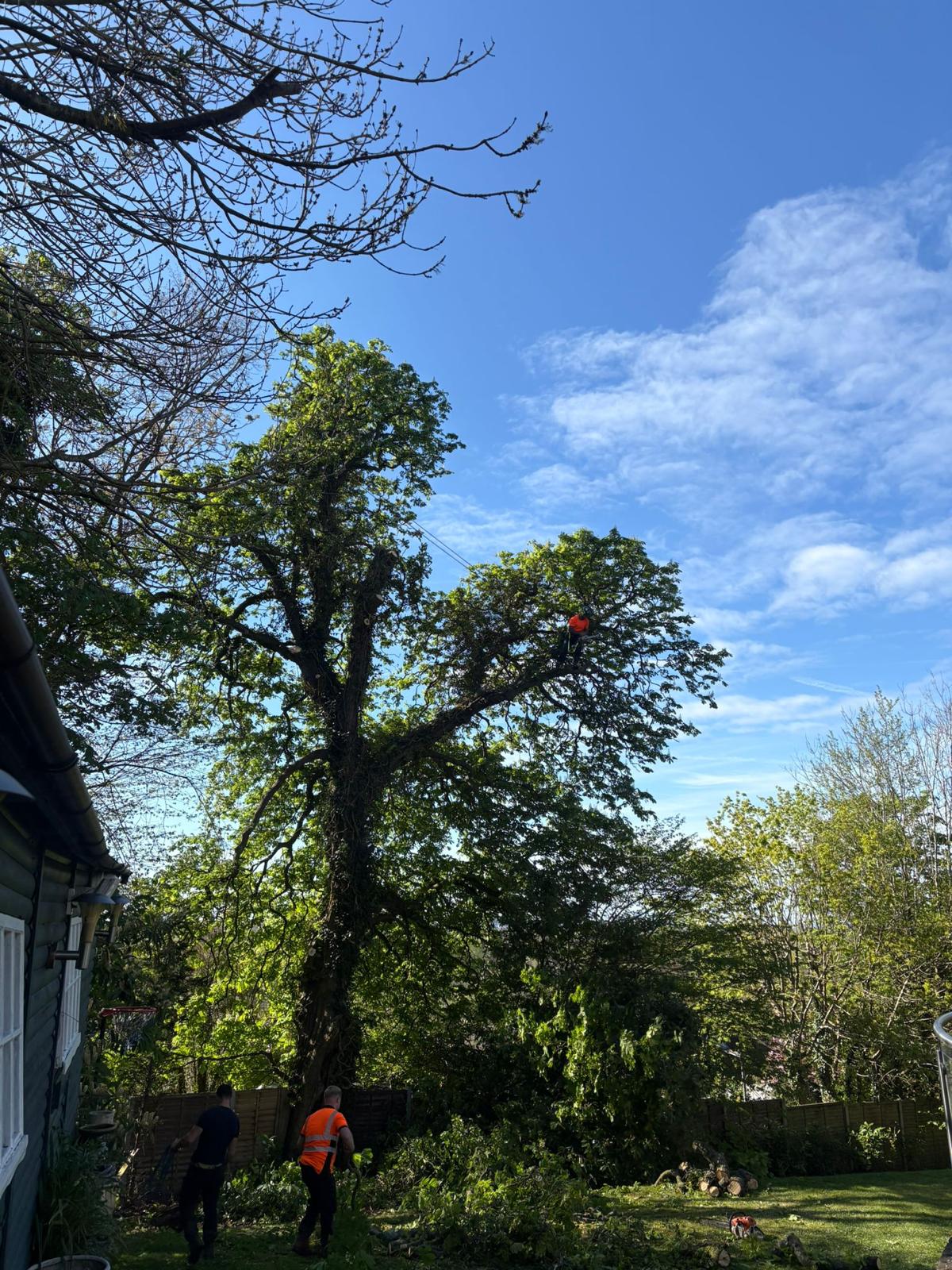 Arborist removing deadwood from a mature canopy