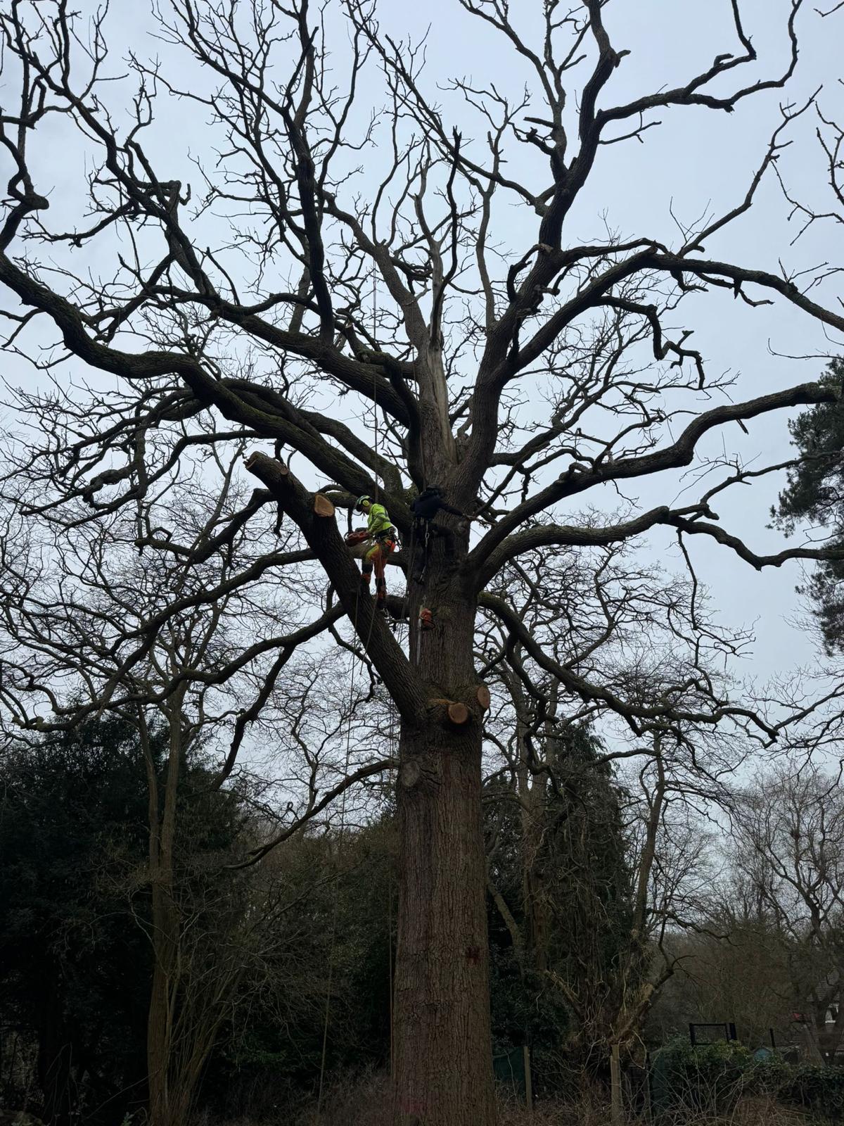 Two climbers dismantling a massive oak canopy in Hertfordshire