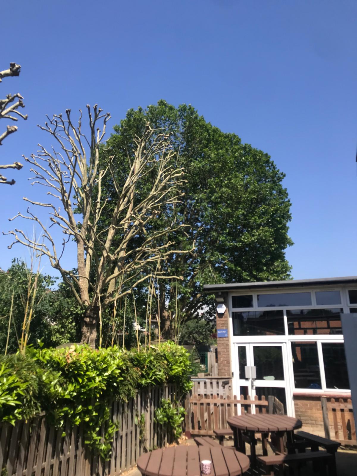Close-up of pollarded branches next to a building and outdoor seating