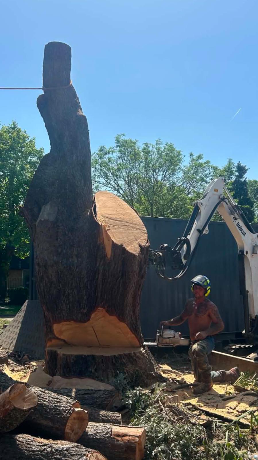 Arborist chainsawing a massive trunk section supported by a digger
