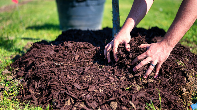 Hands mulching a newly planted sapling