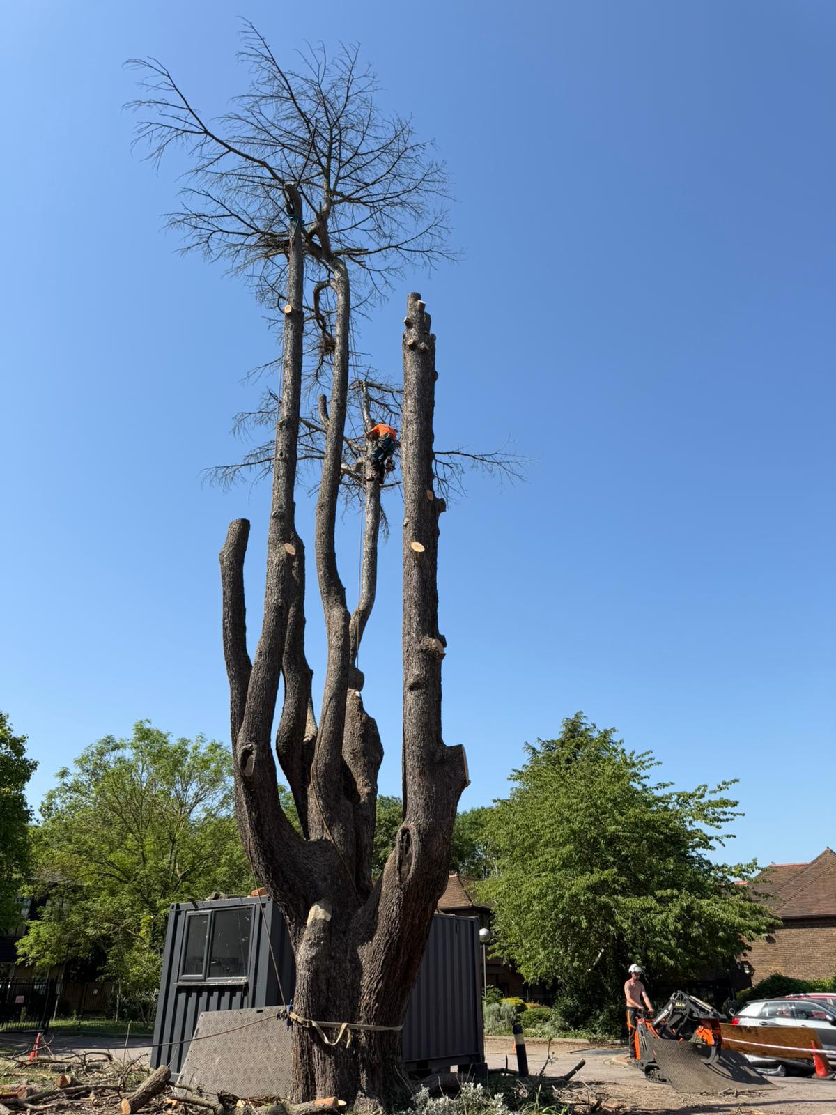 Dismantled trunk sections of a large dead tree after sectional felling