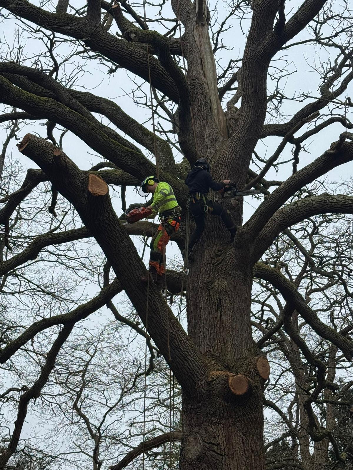 Two arborists working high in the lateral limbs of a mature oak