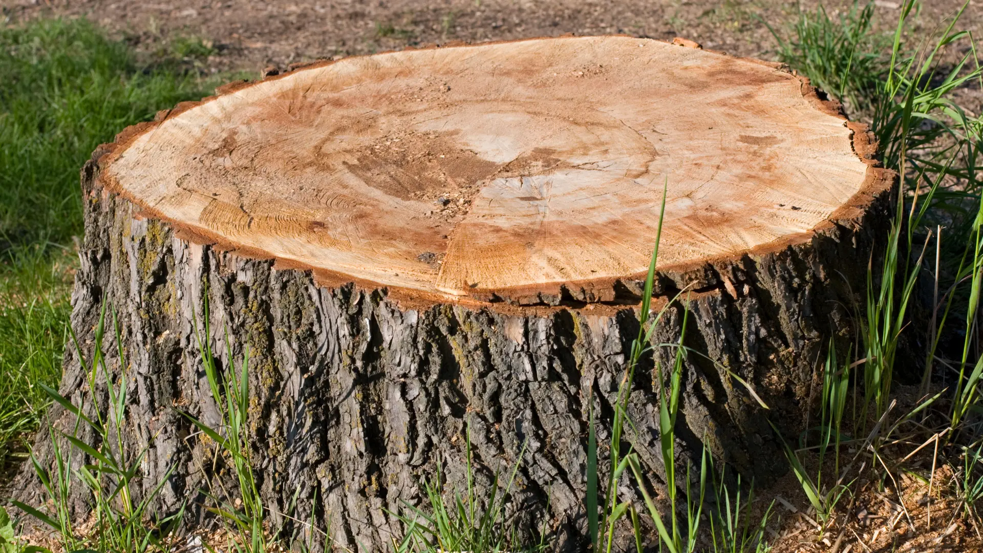 Freshly cut tree stump ready for grinding