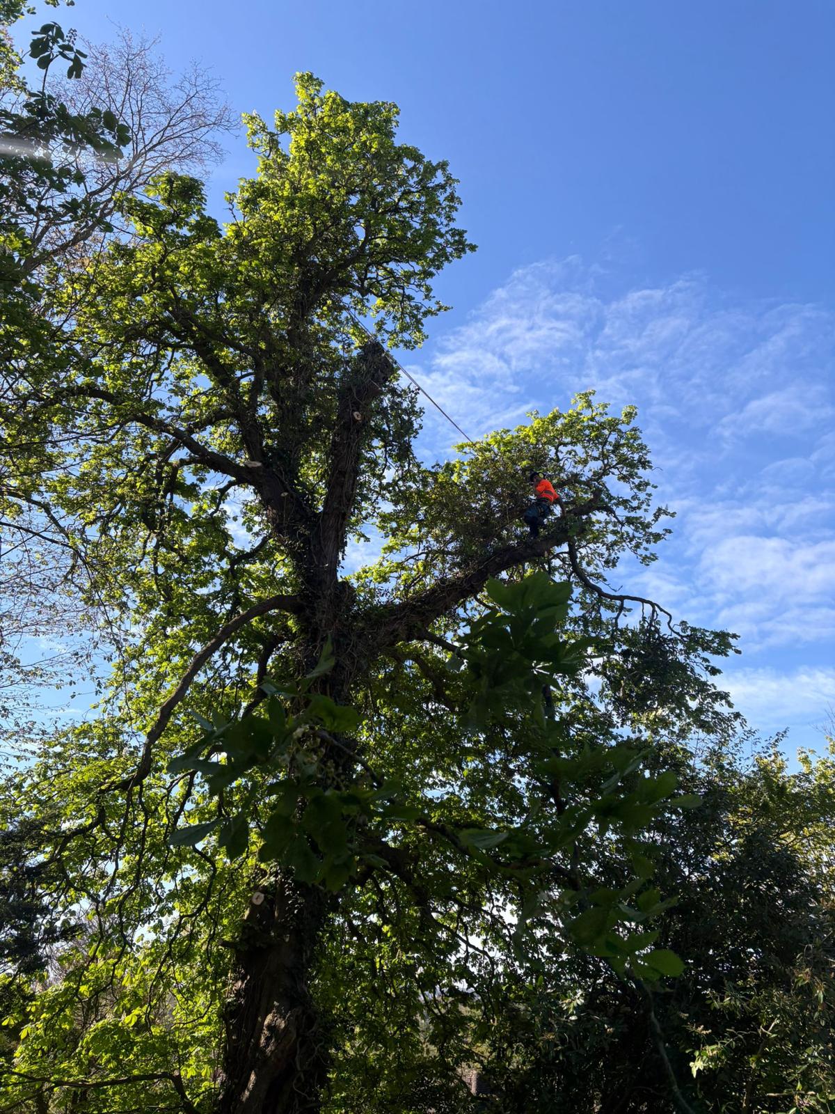 Arborist carrying out professional tree pruning