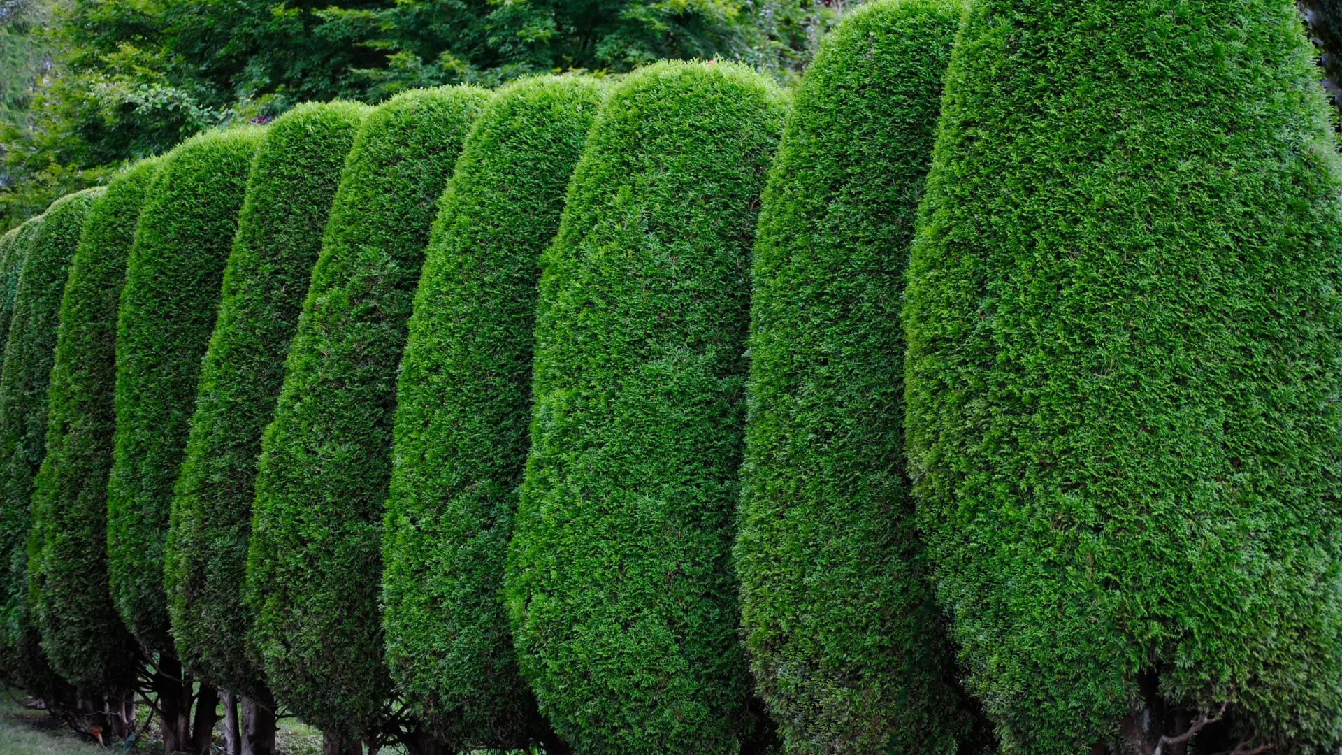 Neatly trimmed and shaped conifer garden hedge