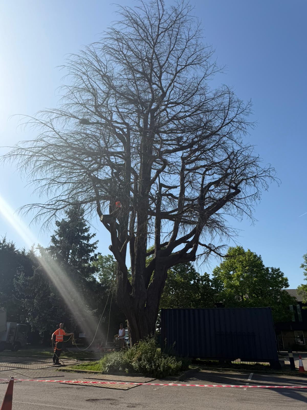 Wide view of climber working in the canopy of a large dead tree