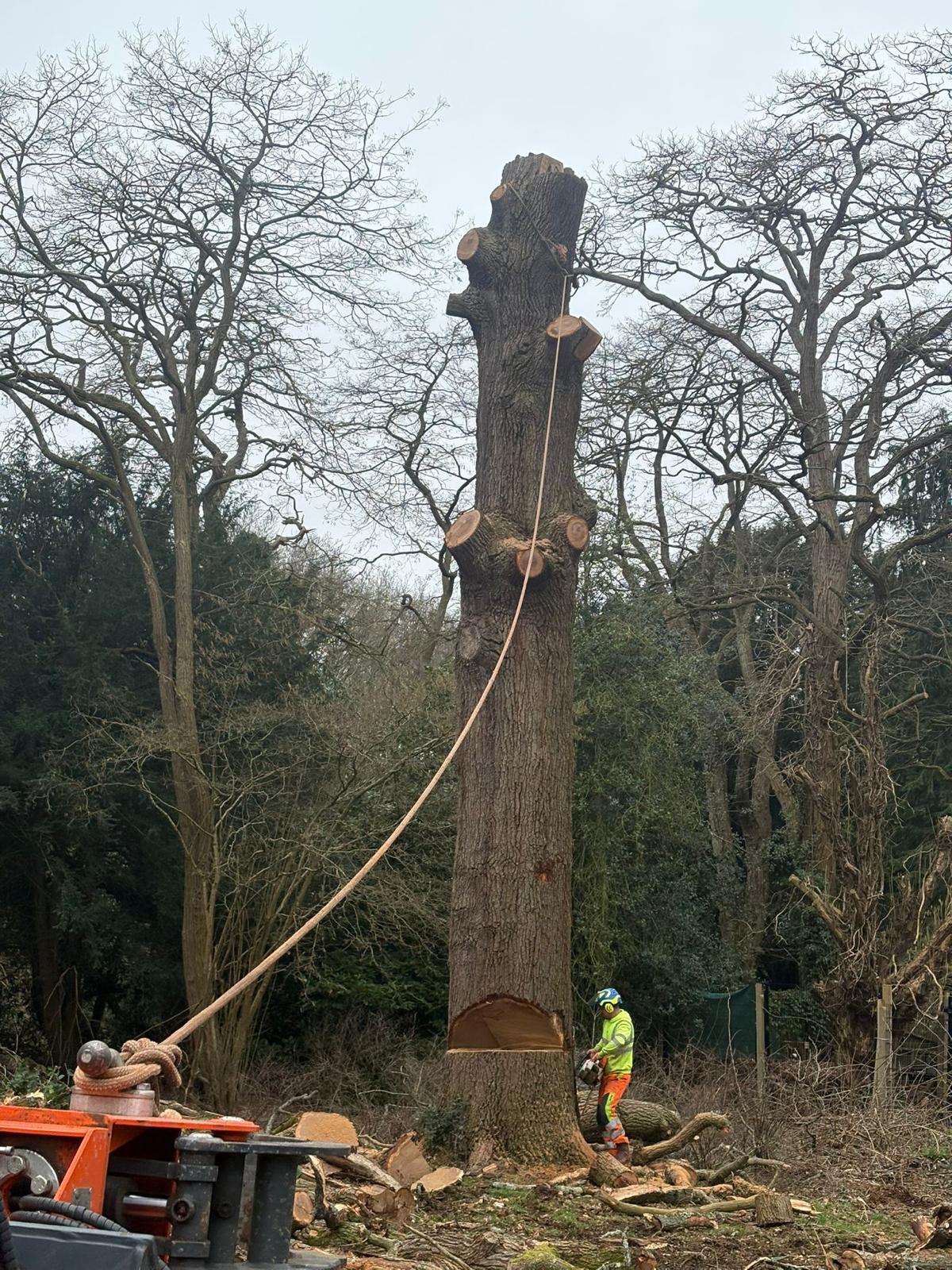 Controlled sectional tree felling on a Hertfordshire property