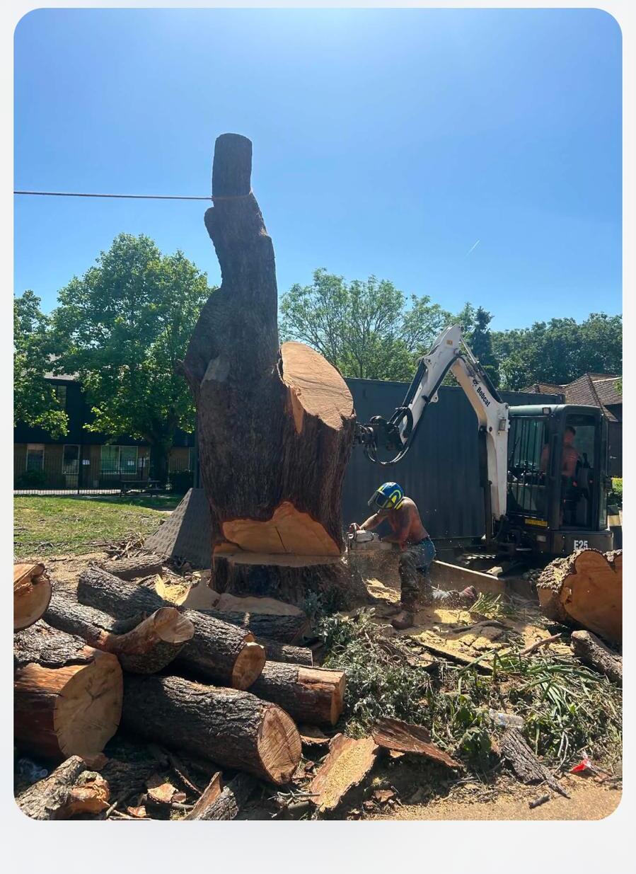 Controlled felling of a massive trunk with Bobcat excavator on standby