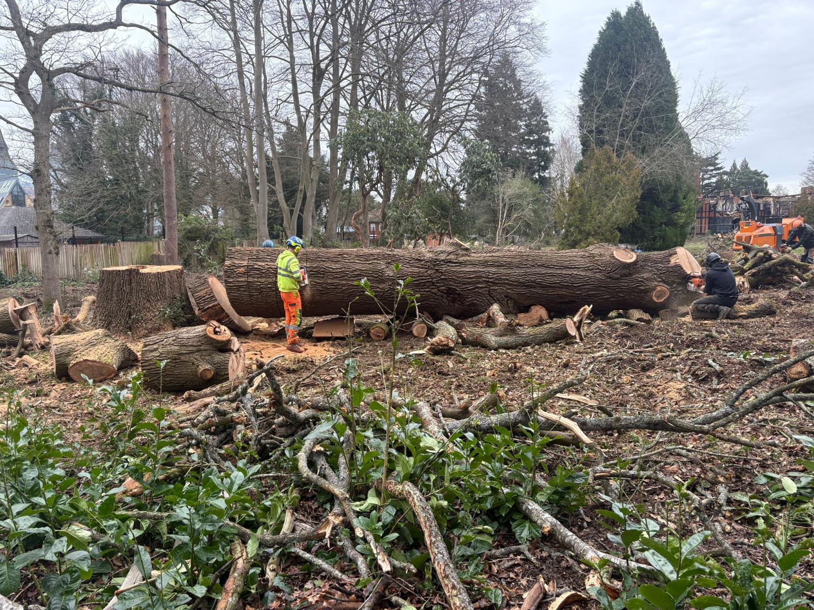 Ground crew processing a large fallen oak trunk in a field