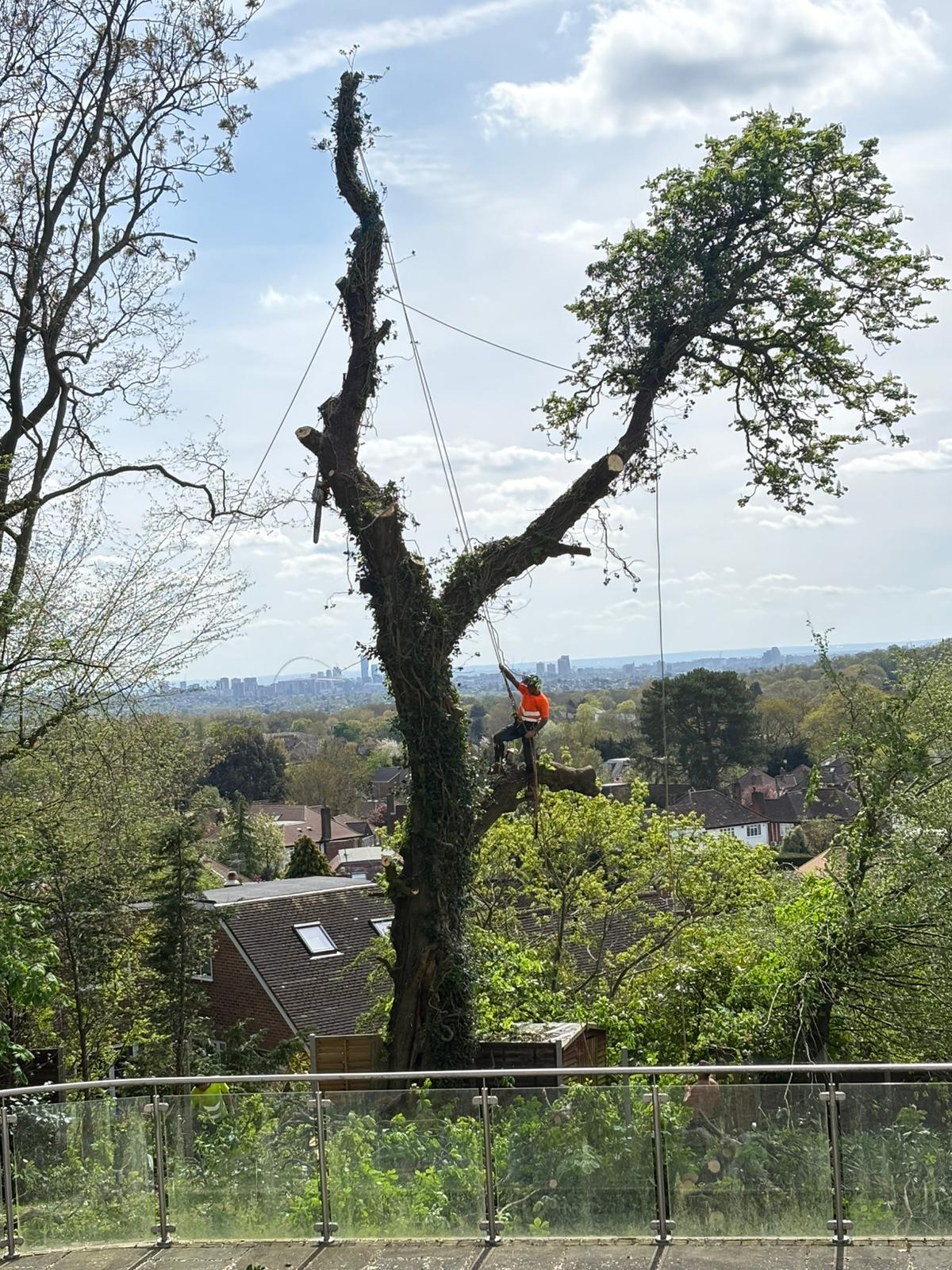 Tree surgeon working high in a tree overlooking a London skyline