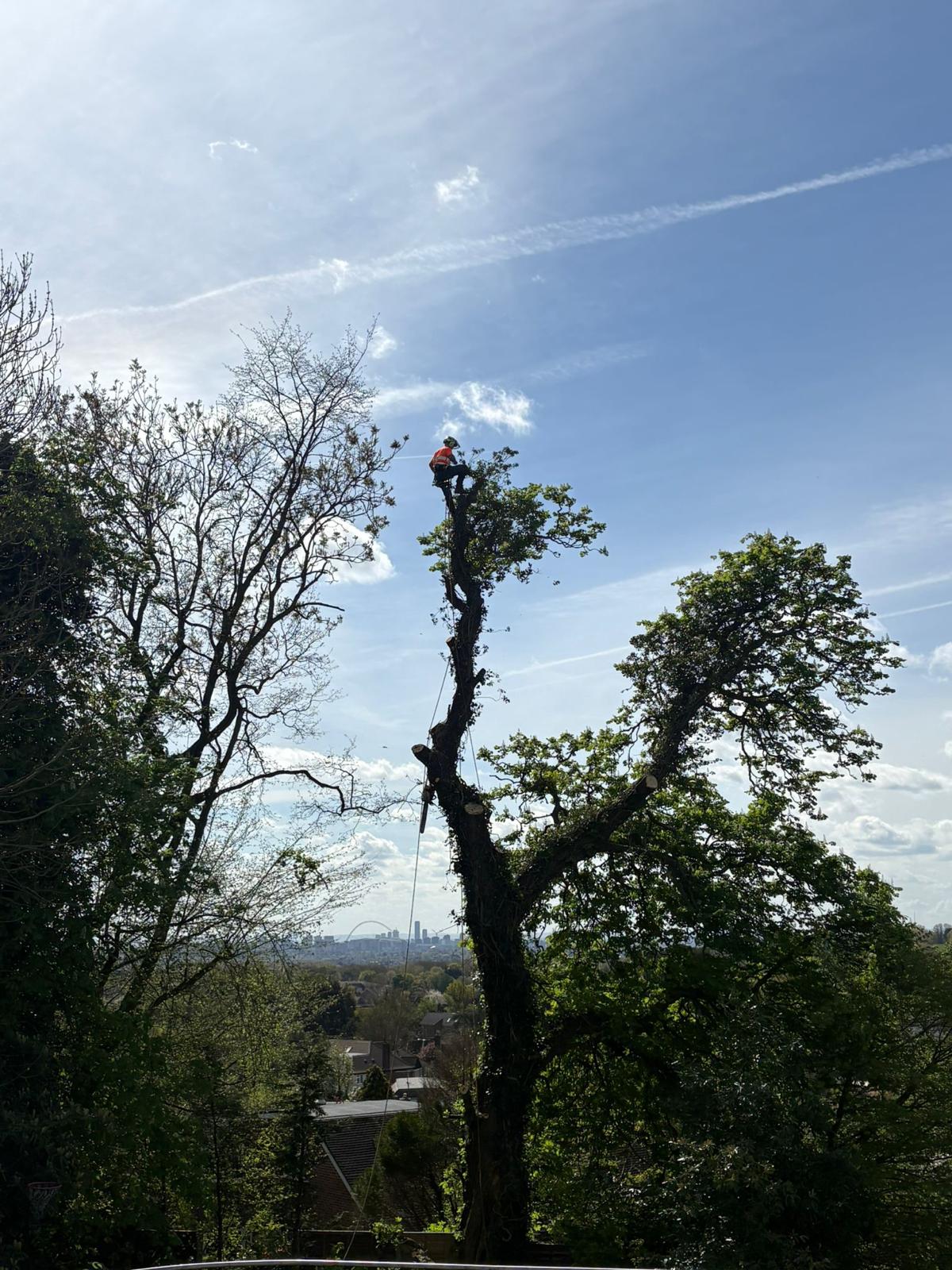 Distant view of an arborist working at the very top of a tall tree