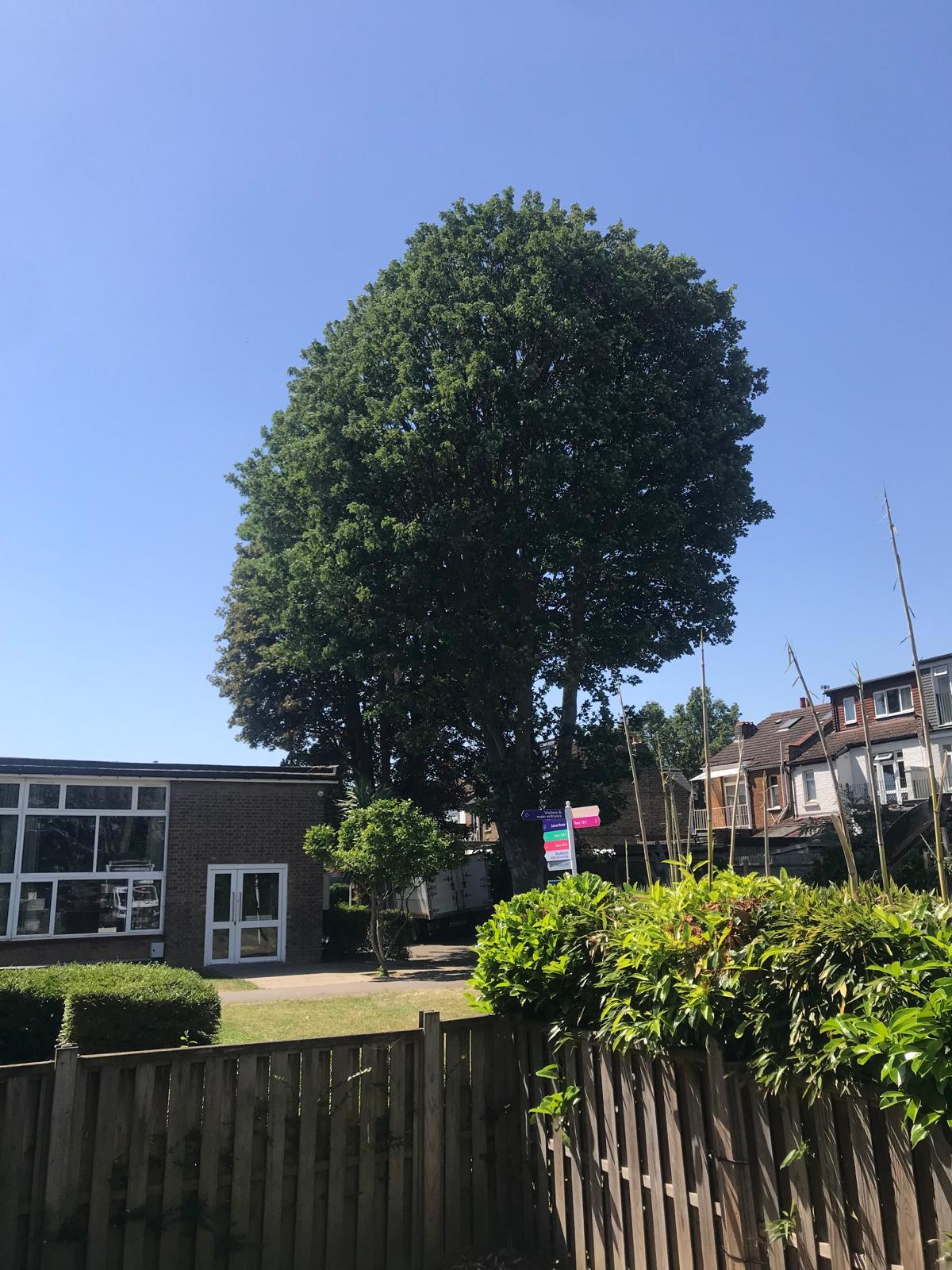 Very large mature tree in a school grounds before tree surgery work